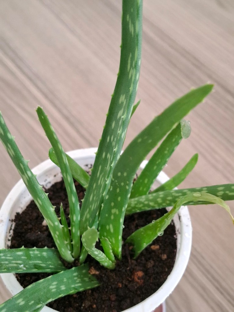 canlı çiçekler ( ikisi 250₺) - 9
