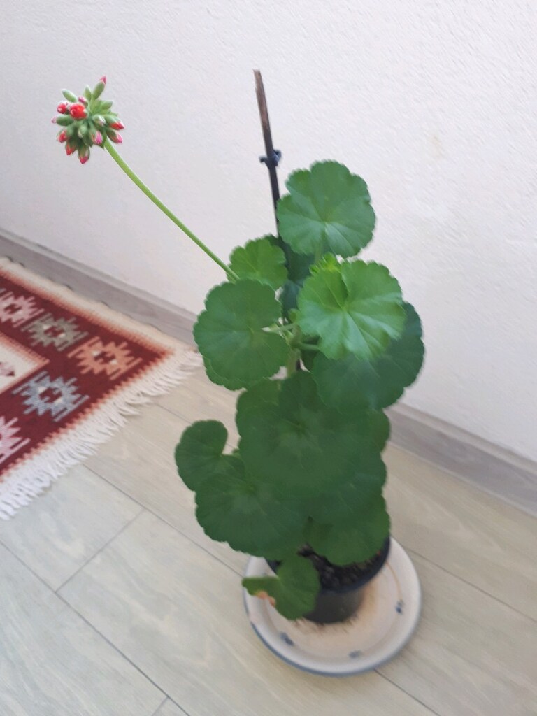 sardunya tomurcuklu - 2