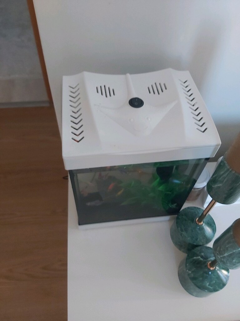 akvaryum genetik tetra - 3