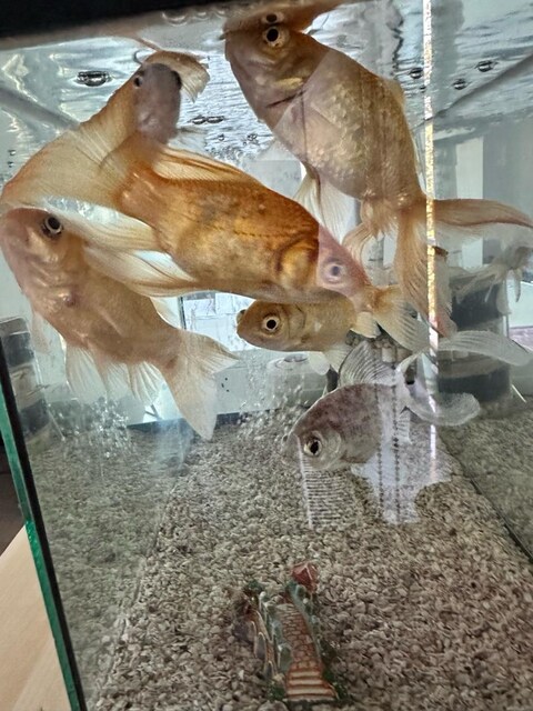 Akvaryum