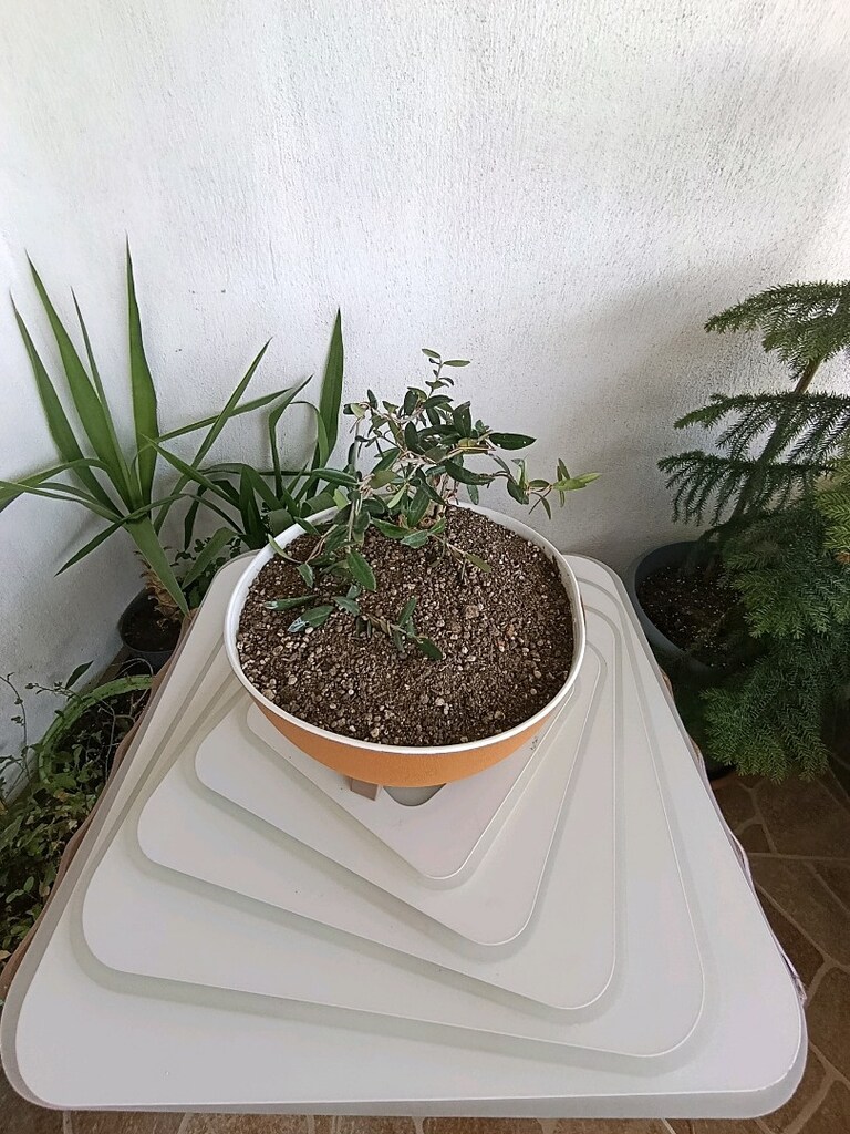 bonsai - 5