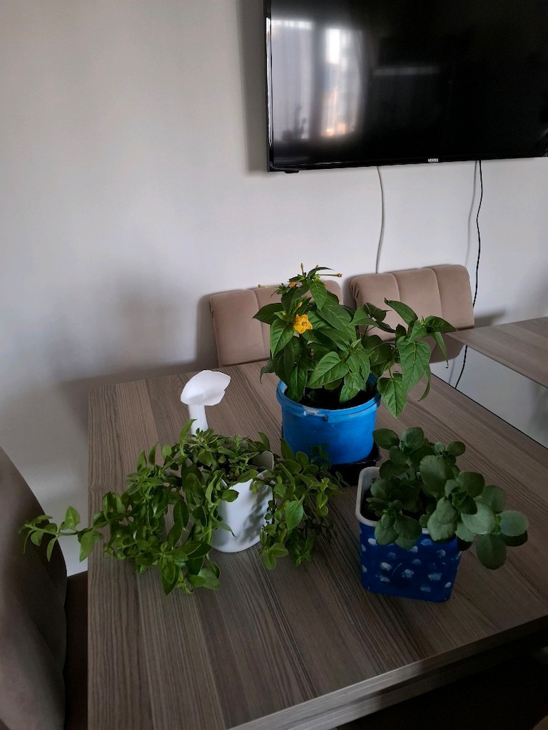 canlı çiçekler ( hepsi 350₺) - 11