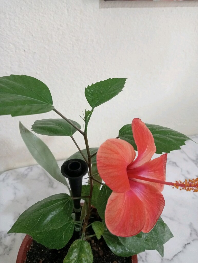 japon gülü diğer adı hibiskus - 3