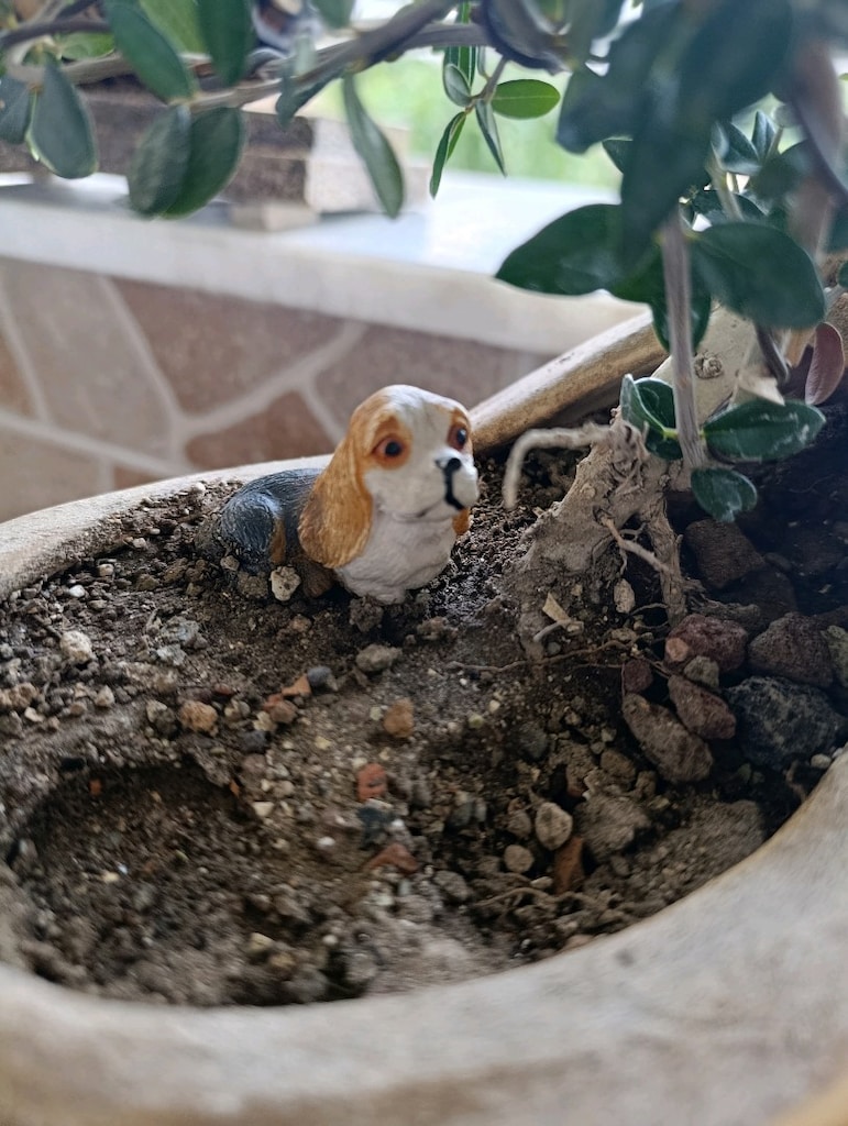 zeytin bonsai adayı - 7