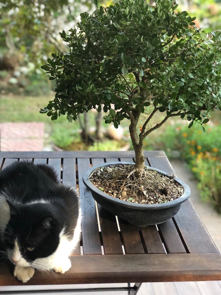 Bonsai Ağacı - 3