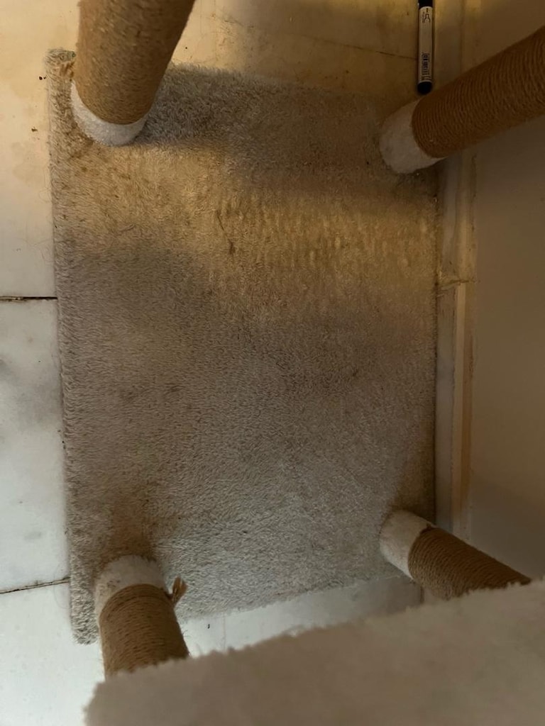 kedi evi - 5