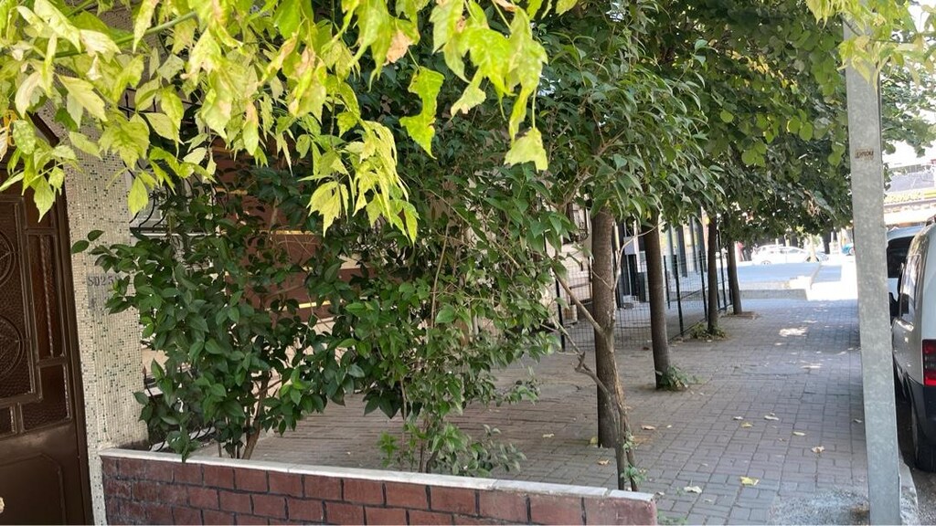 Çiçek Büyük Ağaç (Çit bitkisi/dekoratif) - 6