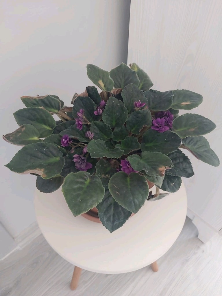 Magenta Menekşe - 9