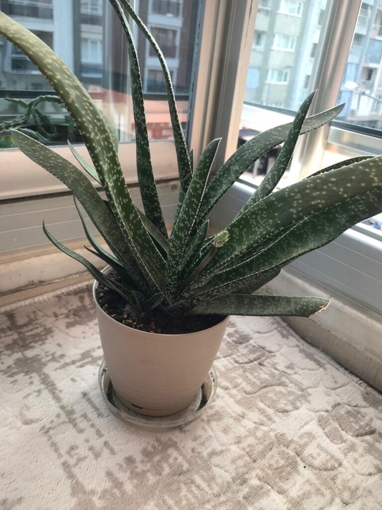 Gasteria / sığır dili / kaktüs / sukulent / bitki / çiçek / sedum - 2