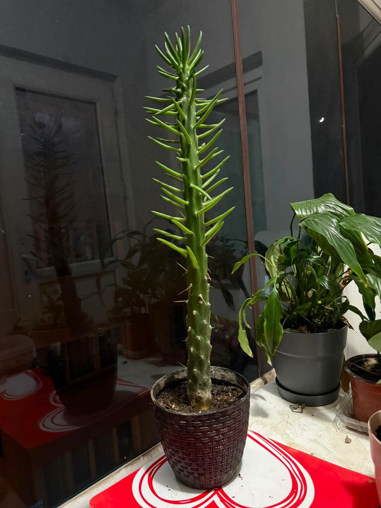 Kaktüs, Austrocylindropuntia subulata boyu 50 cm geçti indirimli - 2