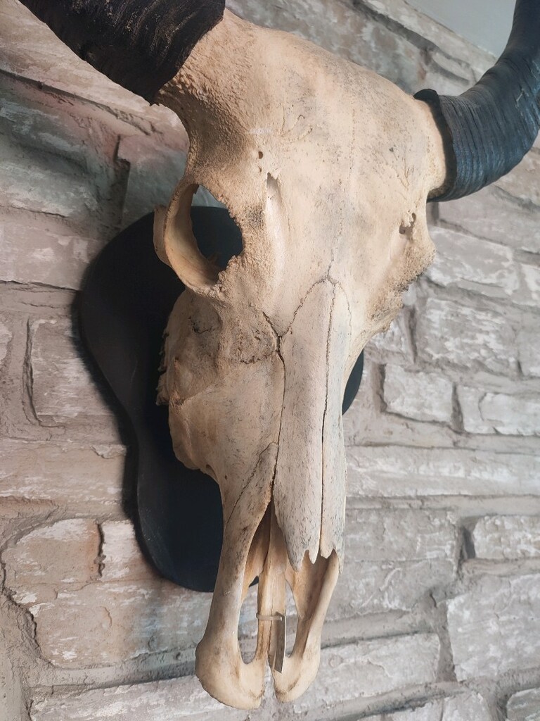 heykel aksesuar Gerçek Buffalo yurtdışından - 6