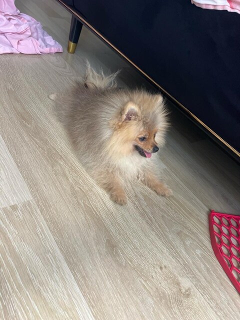 acil satılık pomerian