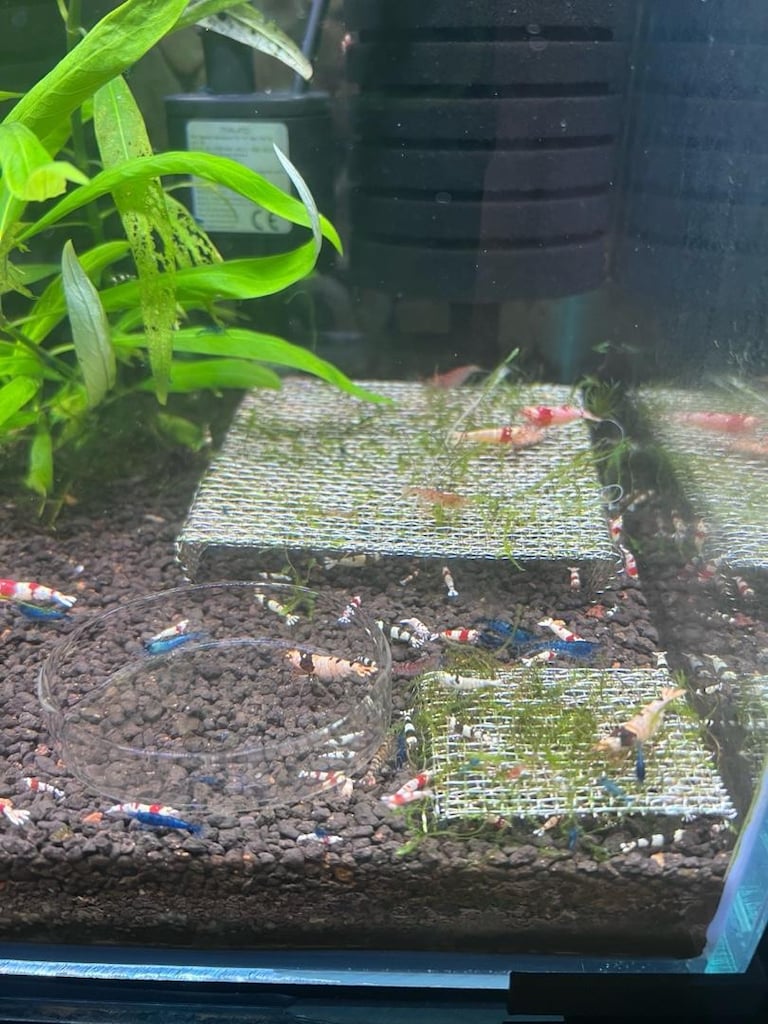 Caridina Neocaridina Akvaryumu - 6