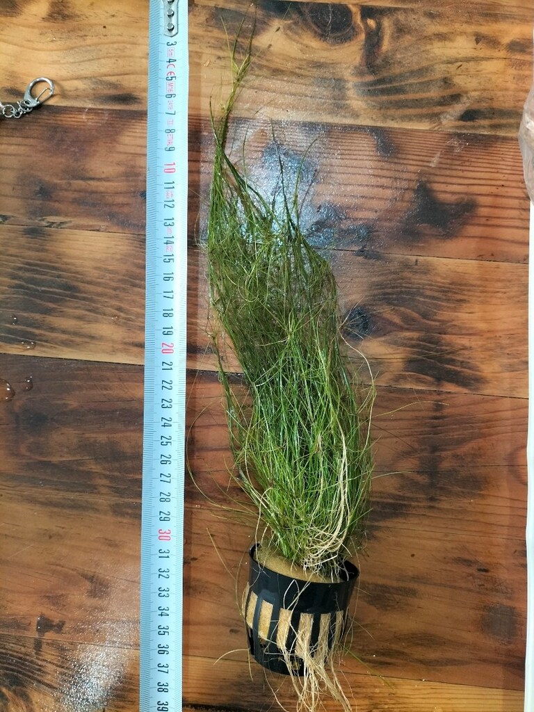 eleocharis vivipara hairgrass - 4