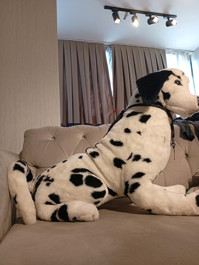Dalmaçyalı köpek - 3