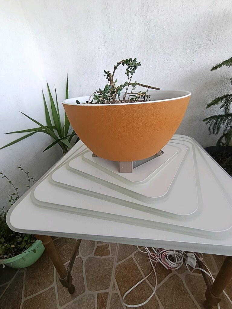 bonsai - 2
