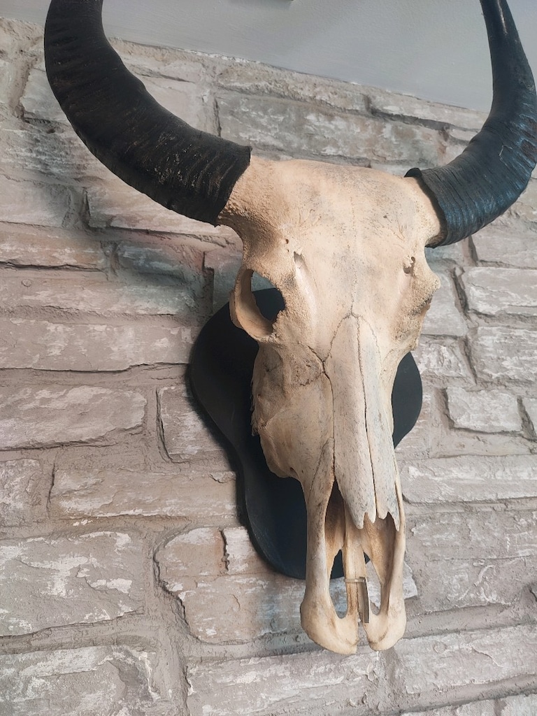 heykel aksesuar Gerçek Buffalo yurtdışından - 2