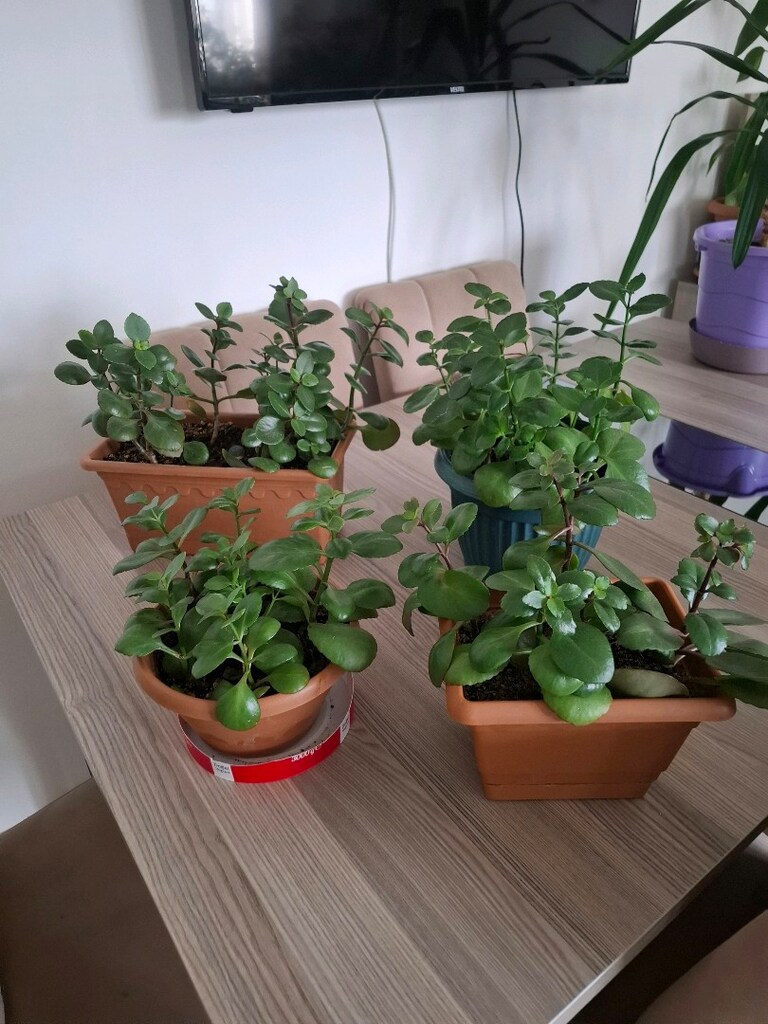 kalanşo çiçekleri ( Tanesi 250₺) - 13
