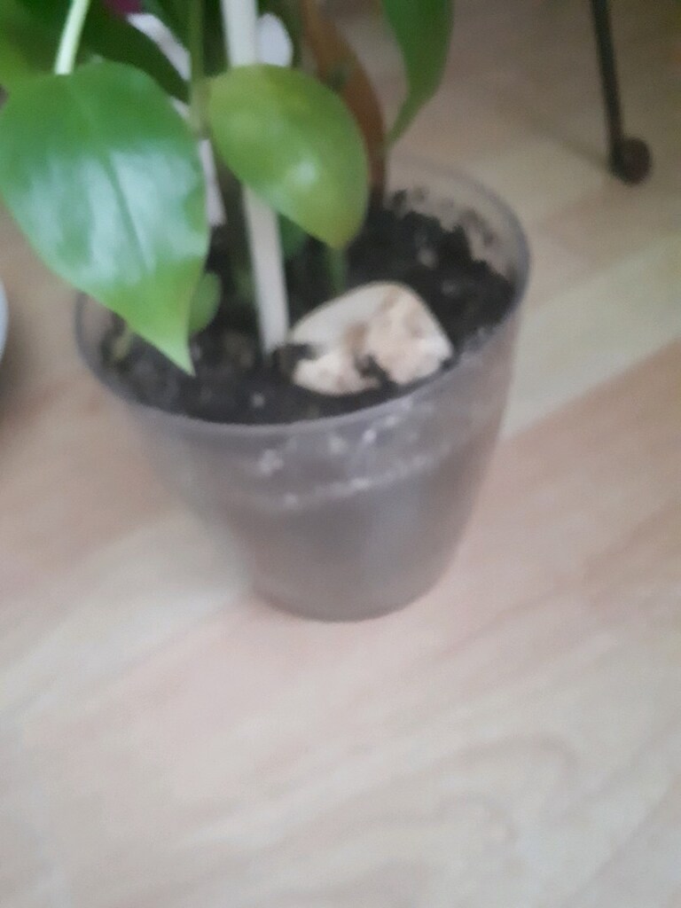 ahtopot cicegi - 5