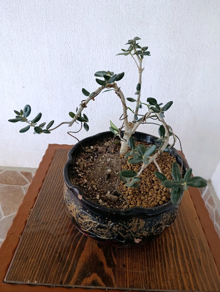 bonsai - 7