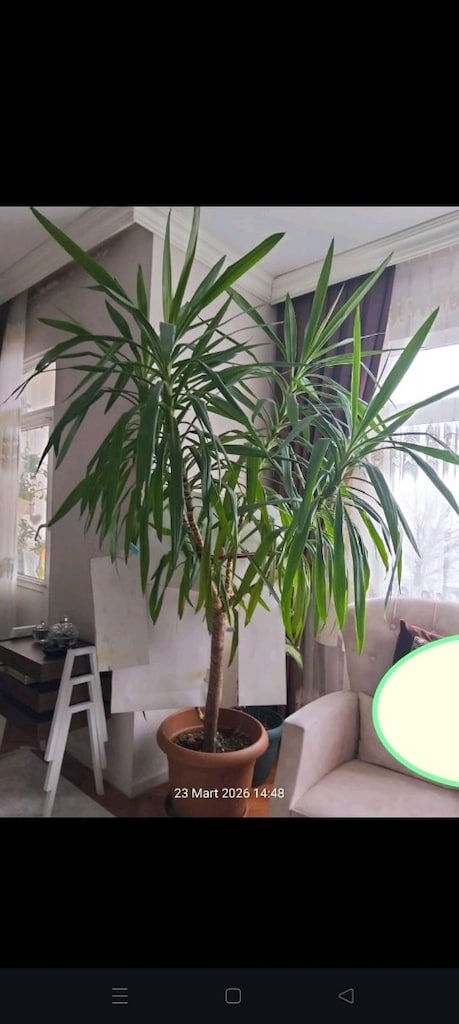 yucca veya yuka tropikal formda yetişkin kalın gövdeli .