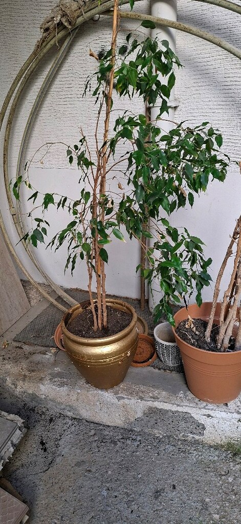 Bünyamin çiçegi - 3