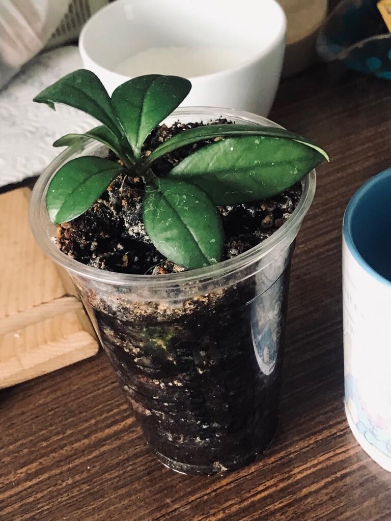 Hoya craspetiolata çiçek görseli alıntıdır - 6