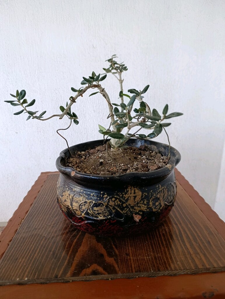 bonsai - 6