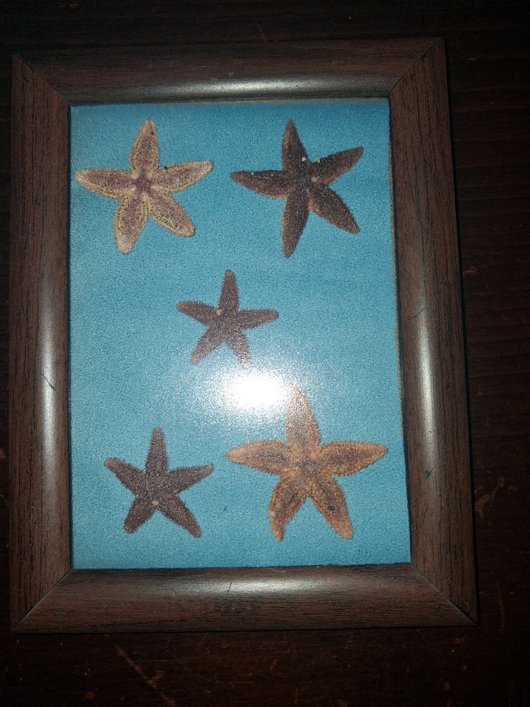 kurutulmuş deniz yildizi - 2