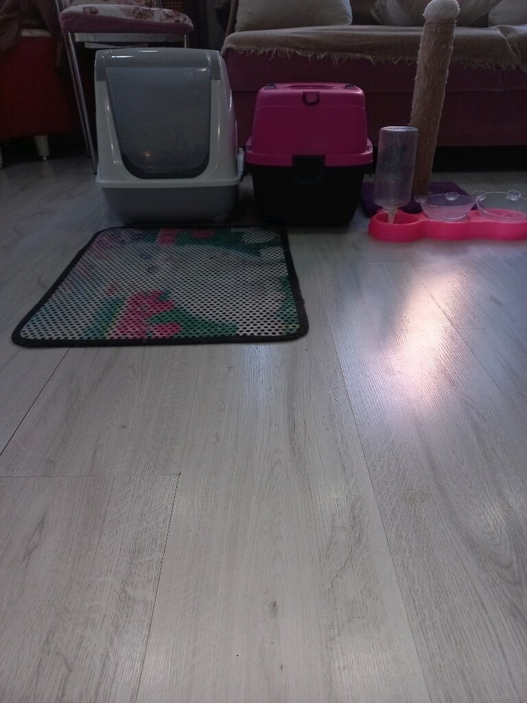 kedi yuvası tuvaleti su kabı paspsas tırmanma tahtası - 3
