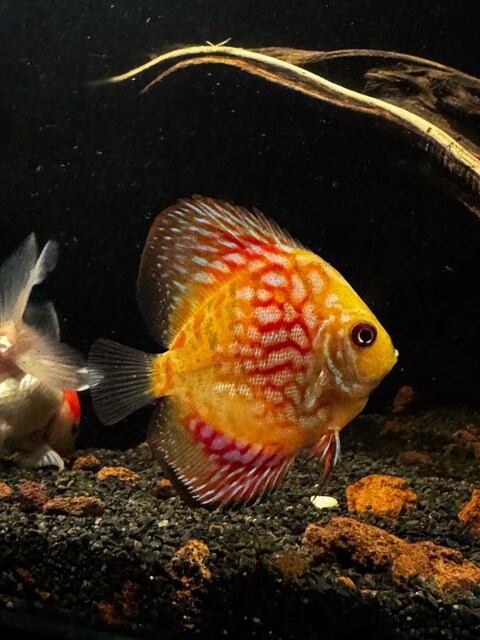 Discus akvaryum