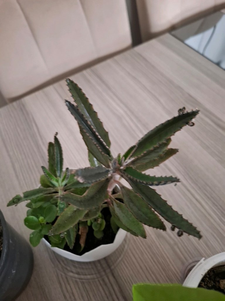 canlı çiçekler ( tane 100₺) - 13