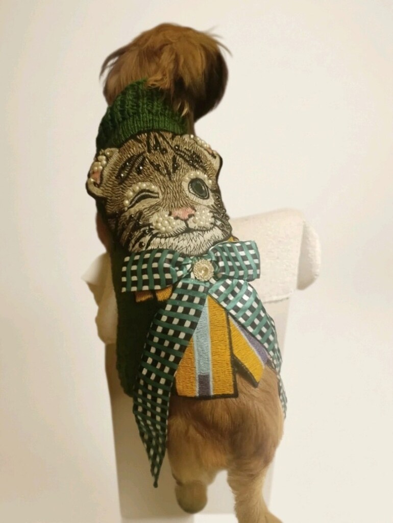 köpek kazak