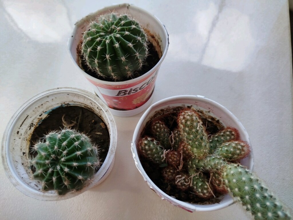 çiçek açan kaktüsler ( tanesi 50 tl) - 2