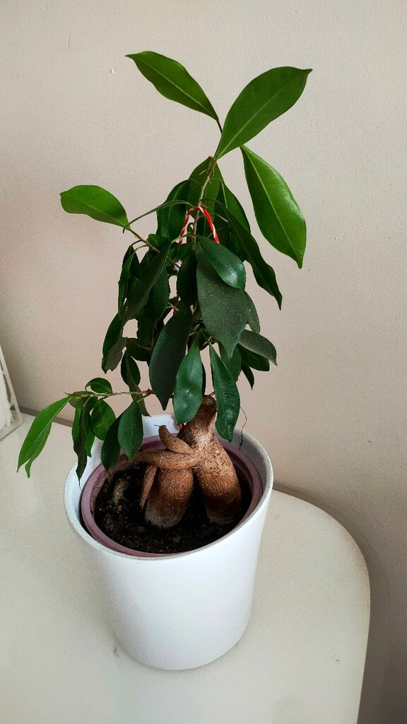 bonsai - 5