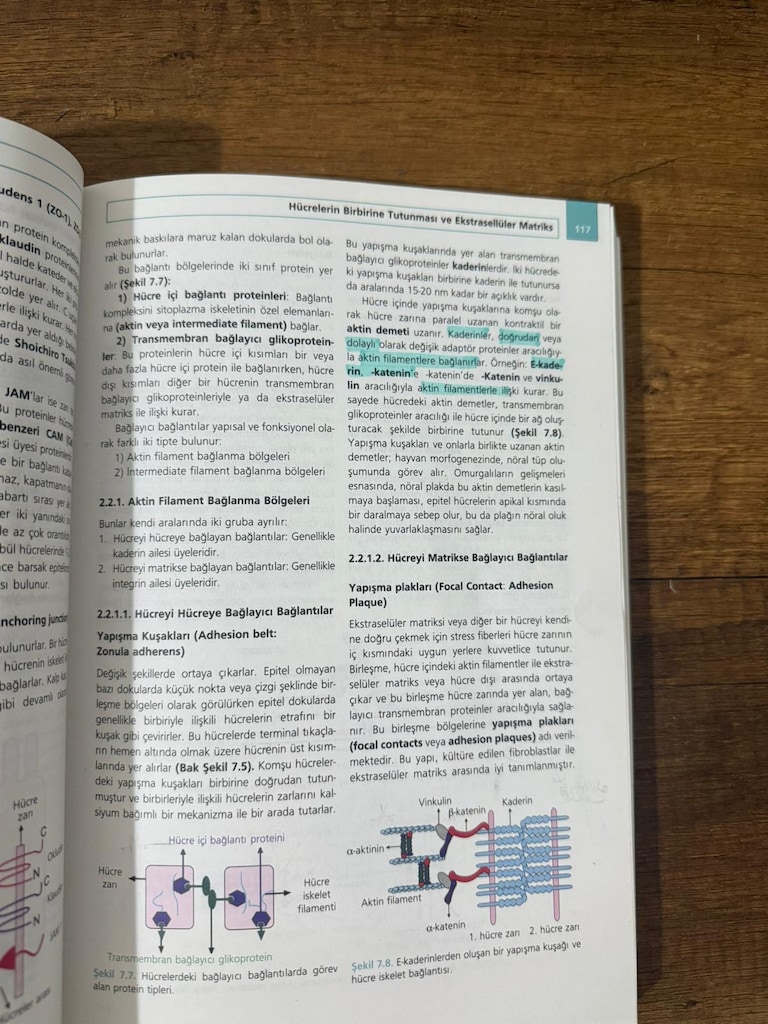 Moleküler Hücre Biyolojisi - Hasan Veysi GÜNEŞ - 2