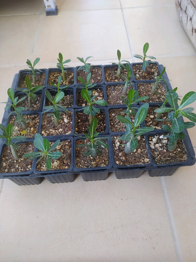 20 ADET ÇÖL GÜLÜ - ADENİUM - 3