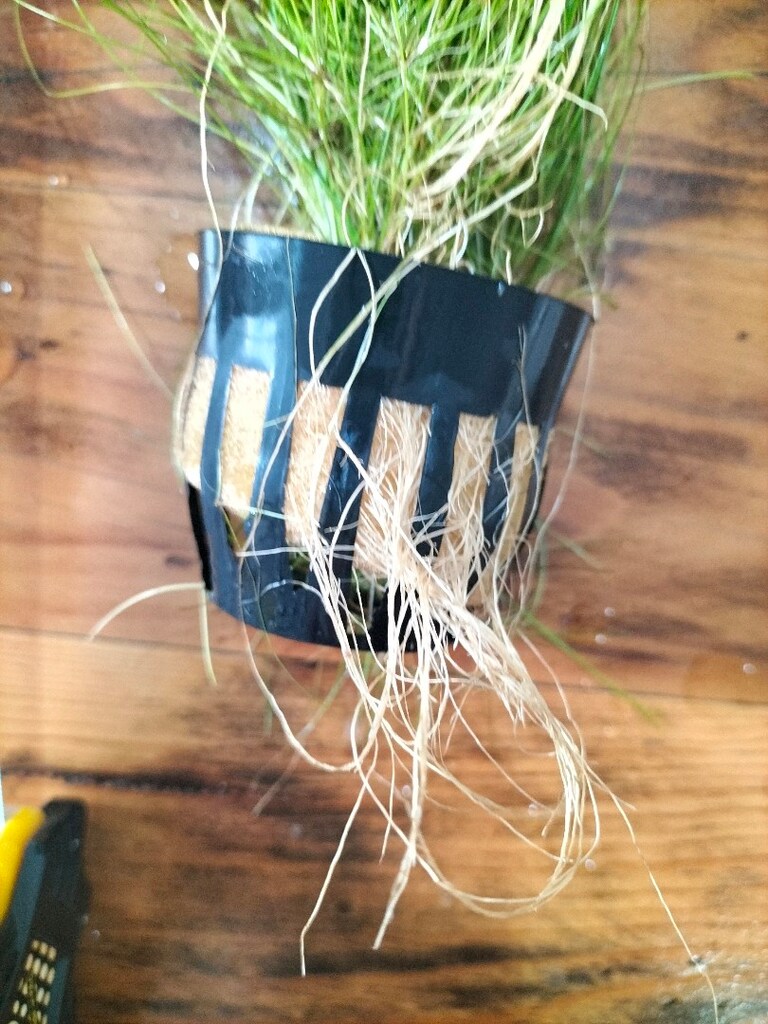 eleocharis vivipara hairgrass - 5