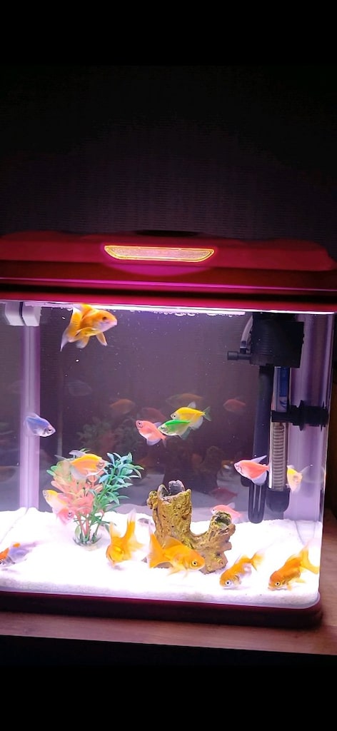 20 lt akvaryum takım - 2