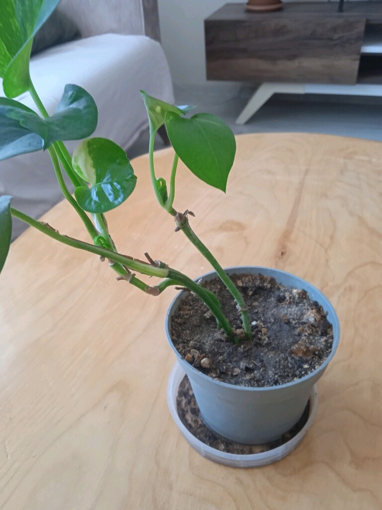 Salon sarmaşığı (Epipremnum aureum) - 3