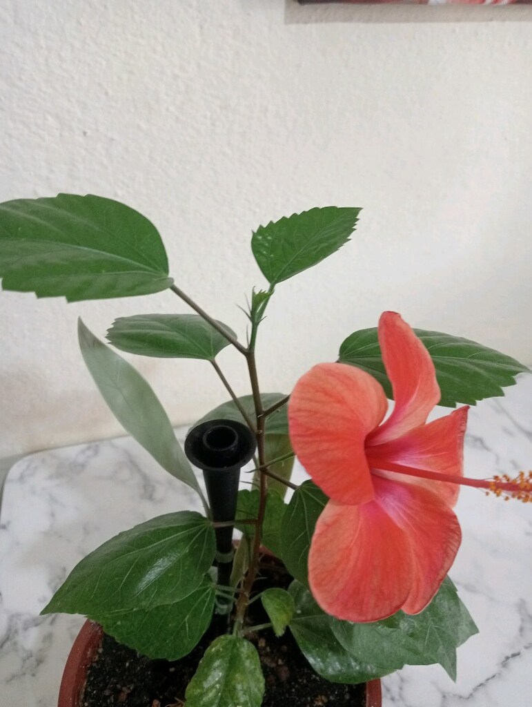 japon gülü diğer adı hibiskus - 2