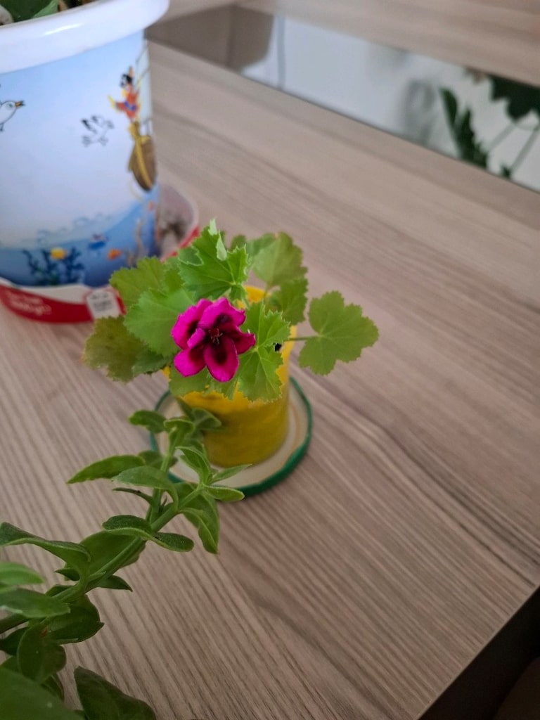Canlı çiçekler ( hepsi 350₺ ) - 5