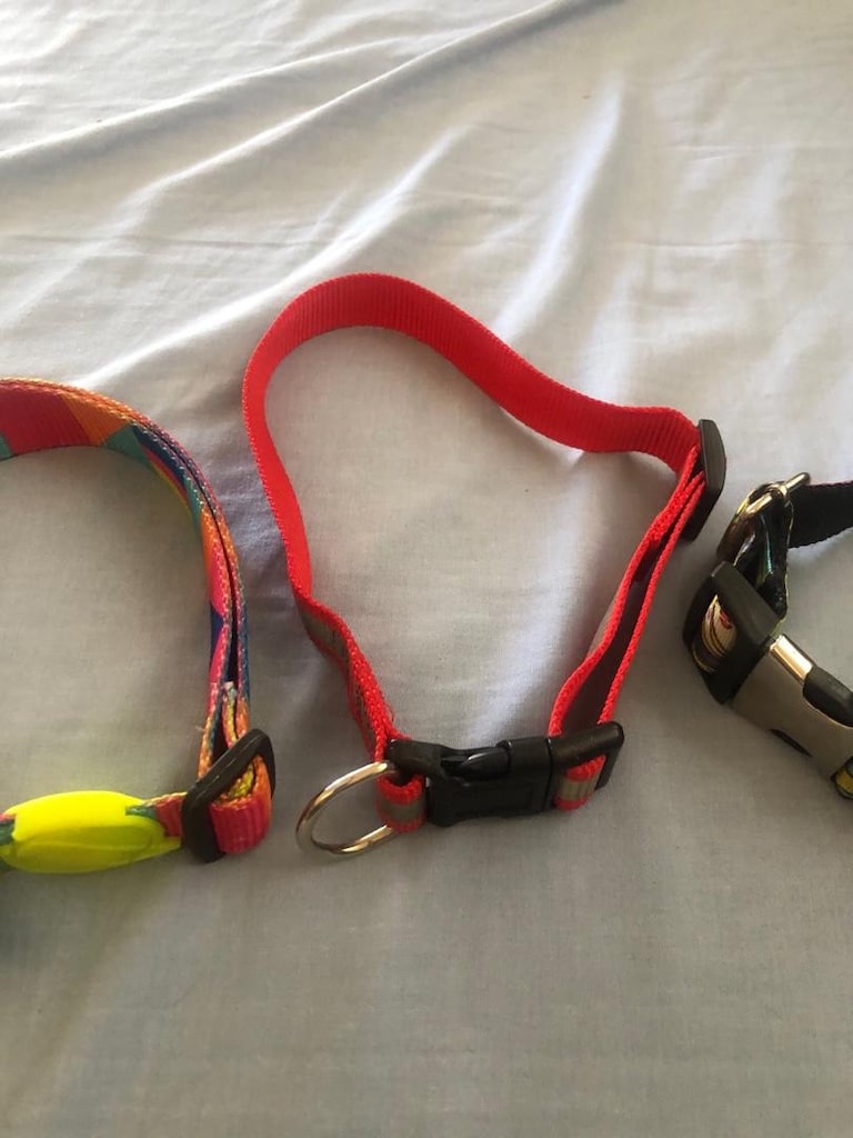 köpek tasması - 5