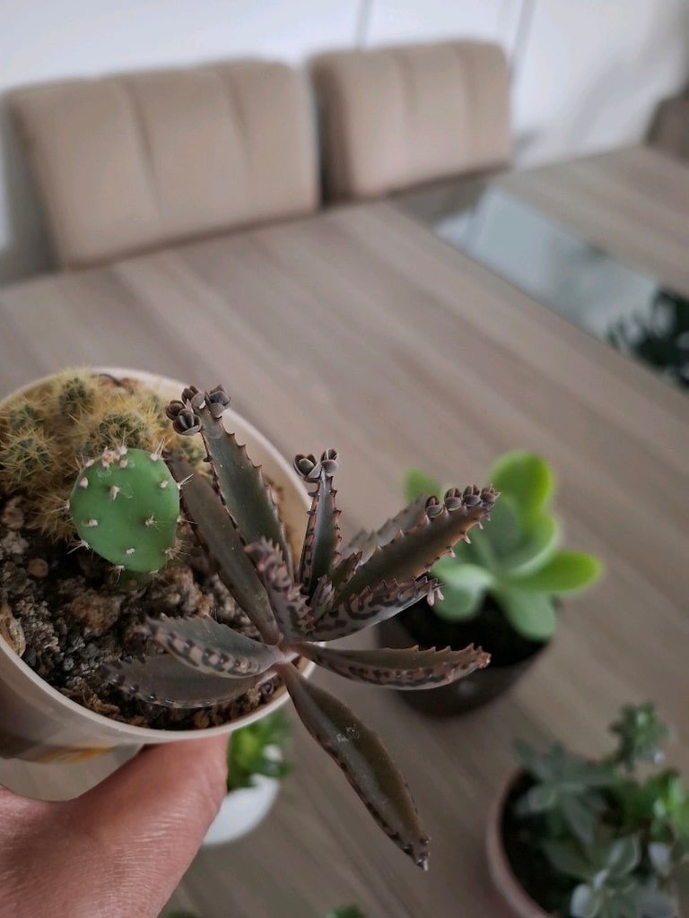 sukulent çeşitleri ( hepsi 550₺) - 15