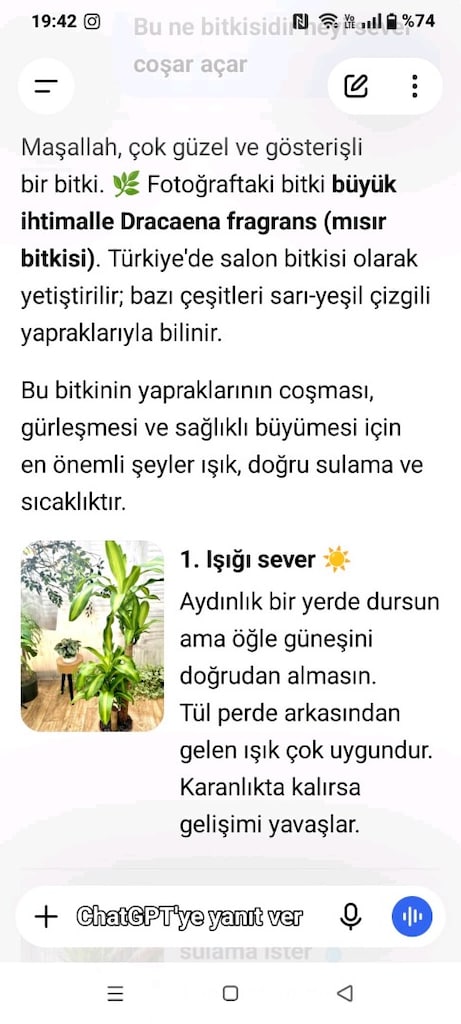 Büyük boy yucca salon ofis dükkan çiçeği - 8