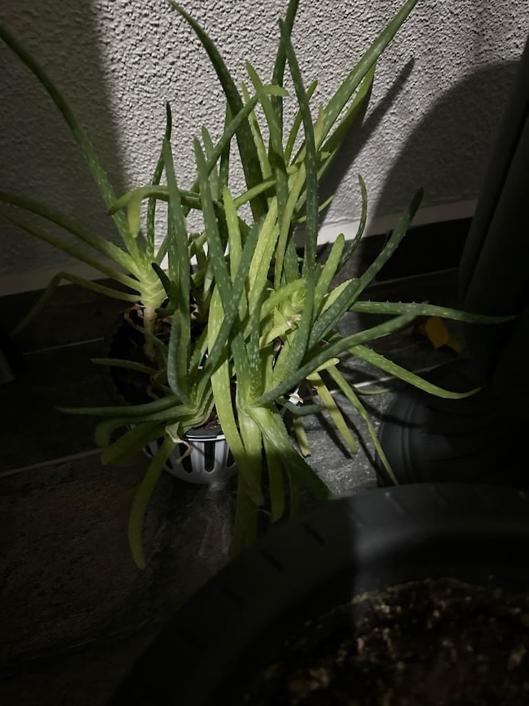canlı salon bitkisi benjamin areka palmiyesi ve aloe vera bitkisi - 7