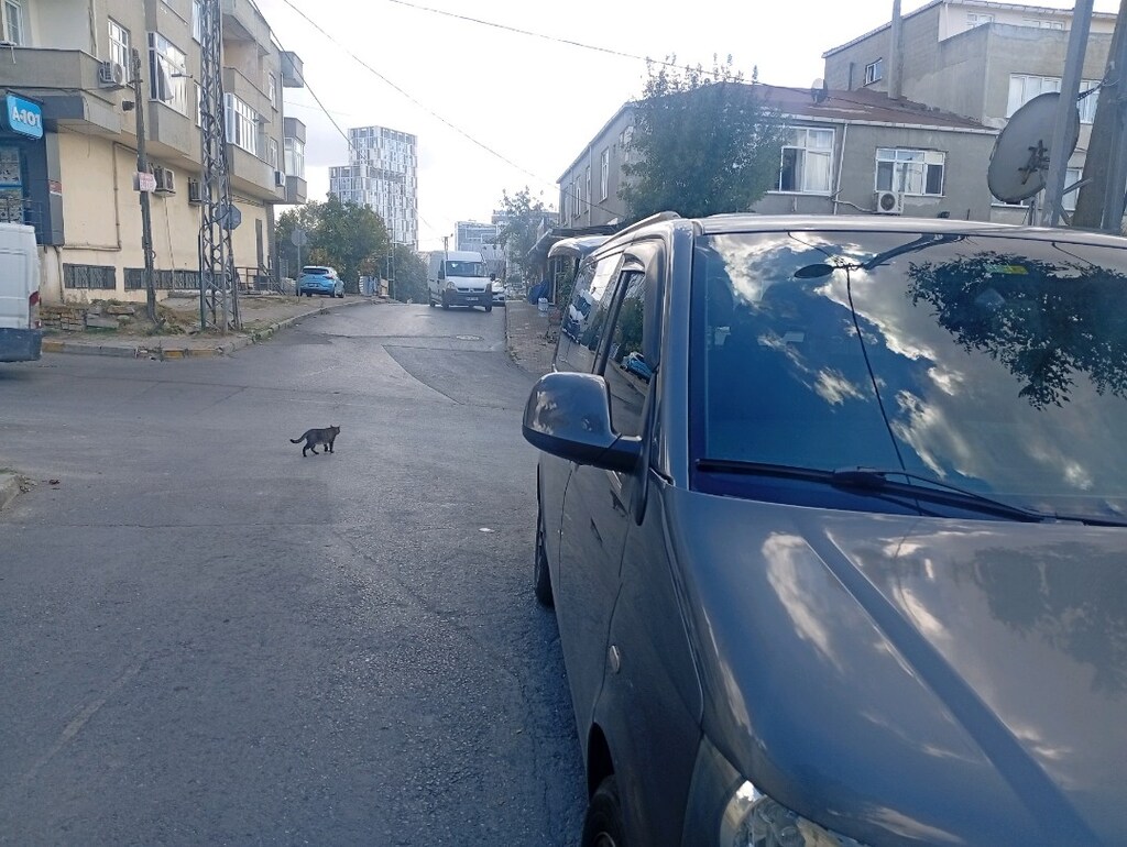 Yol Aslanı Satista - 2