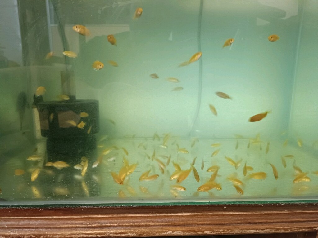 2-3 cm arası Sarı,ve Beyaz Prenses ,Calico Yunus yavruları - 7
