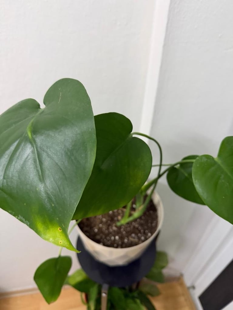 Monstera Devetabanı bitkisi - 2