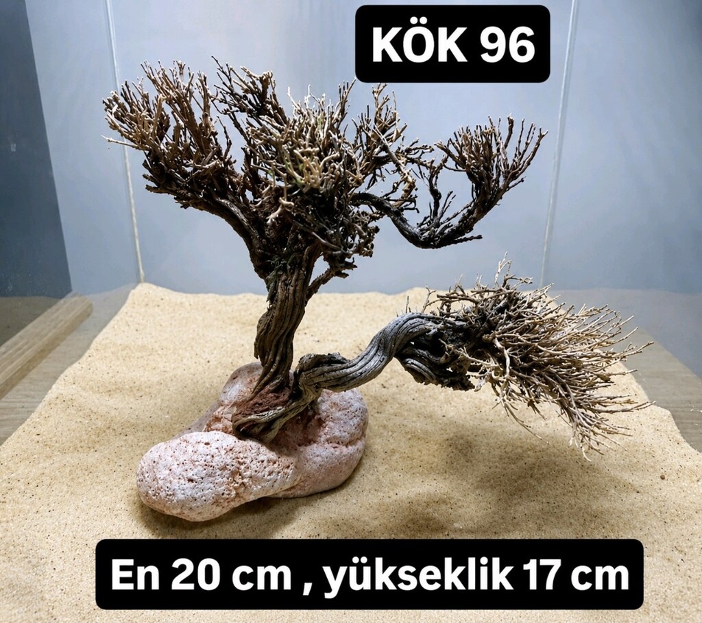 Moss ağaç - 2